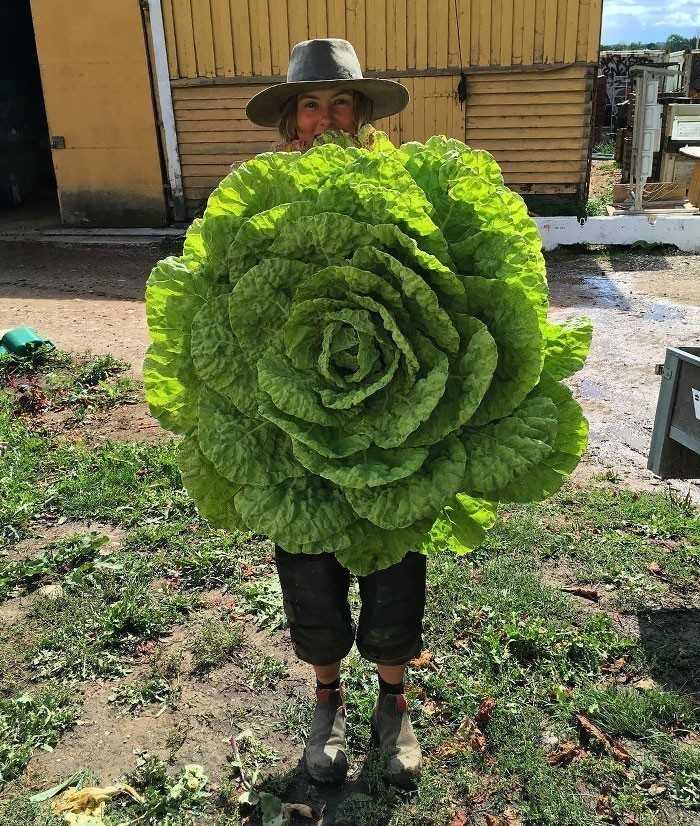 1. Ta gigantyczna sаłаta