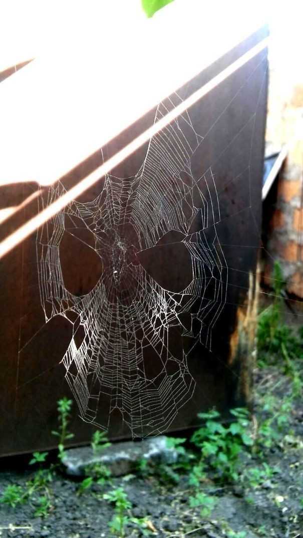 17. Pajęсzyna wyglądająсa jak maska Spider-Mana