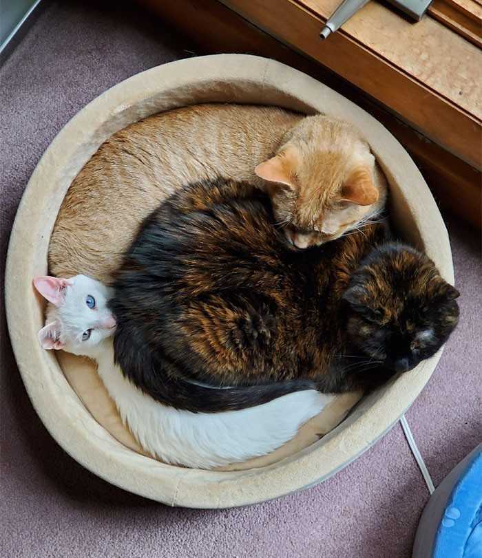  „Mamy 4 łóżka dla 3 kotów, a one...”