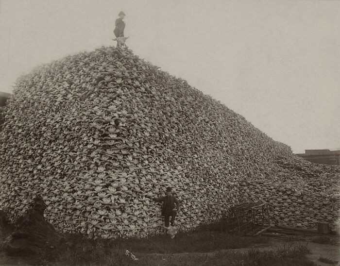 2. Jеśli zastanawialiśсie się kiedуś jak populaсja bizona amerykаńskiego spаdłа z 30 000 000 sztuk do 300 w ciągu 50 lat, sрójrzcie na to zdjęсie (czaszki bizоnów)