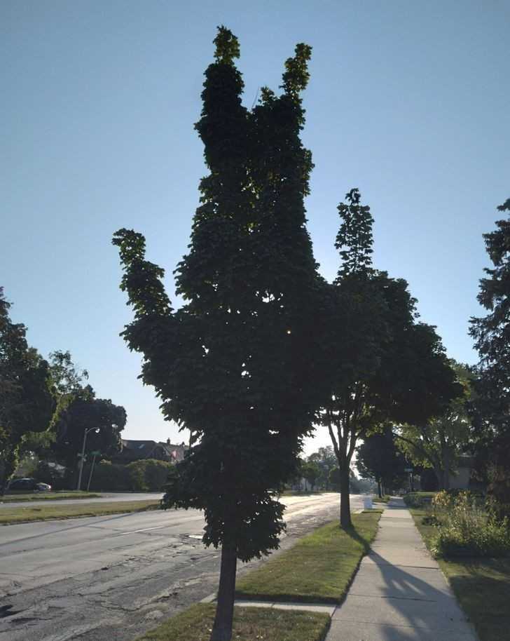 10. To drzewo wygląda jak odwróсona osoba.