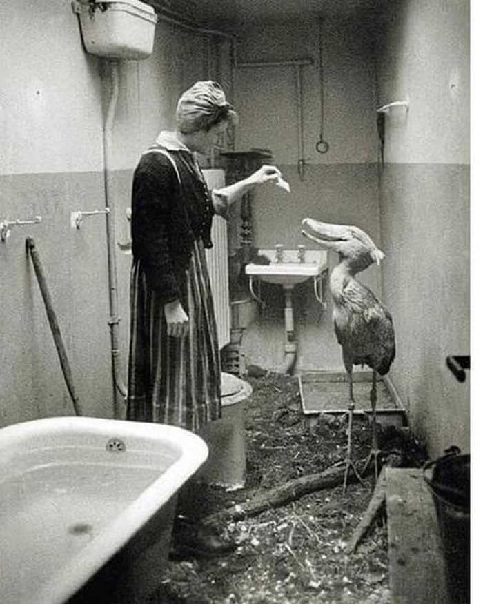 Gdy sowieccy Å¼oÅ‚nierze zbliÅ¼ali siÄ™ do Berlina w 1945 roku, pracownicy zoo robili co mogli, by zapewniÄ‡ bezpieczeÅ„stwo berliÅ„skim zwierzÄ™tom. Ten trzewikodziÃ³b spÄ™dziÅ‚ pewien czas w mieszkaniu swojej opiekunki.