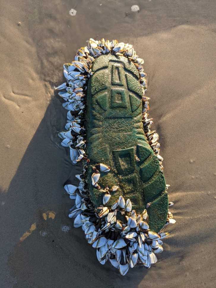 "Ten but pokryty omuÅ‚kami wypÅ‚ynÄ…Å‚ na plaÅ¼y."