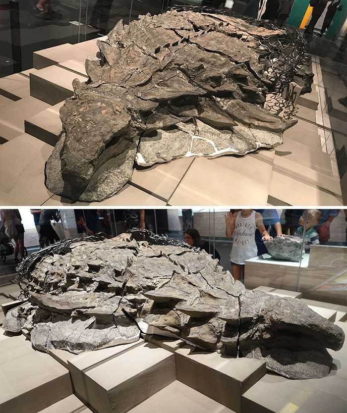 2. Skamielina borealopelta znaleziona w kopalni wÄ™gla to najlepiej zachowana skamielina dinozaura w historii.