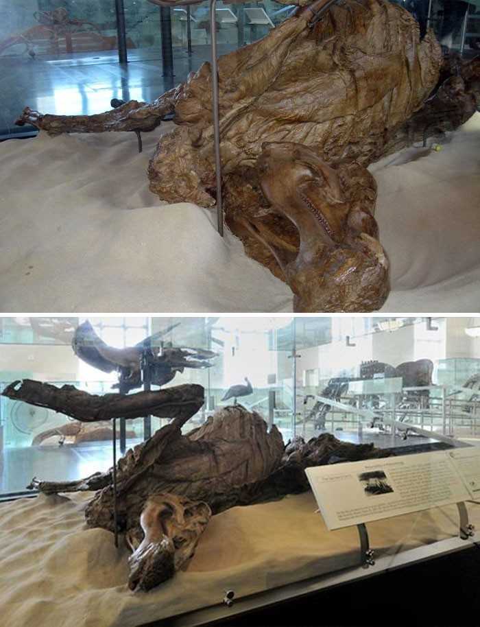 5. Mumia edmontozaura - pierwszego gatunku dinozaura znalezionego z nienaruszonym szkieletem pod skÃ³rÄ…