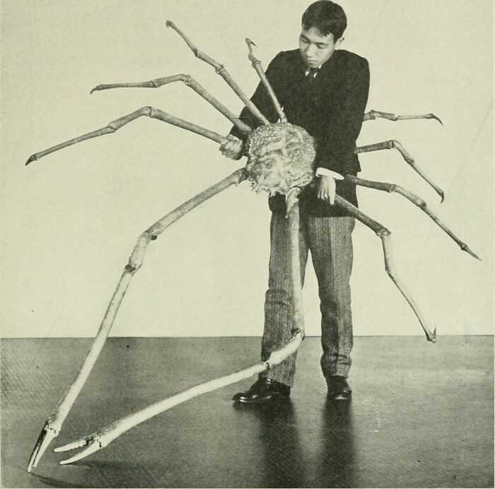 13. JapoÅ„ski krab olbrzymi