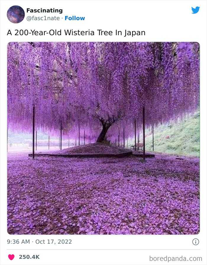 "200-letnia glicynia rosnÄ…ca w Japonii"