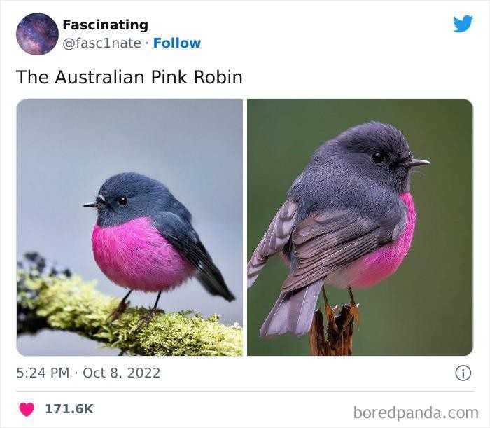 "Australijski skalinek rÃ³Å¼owy"