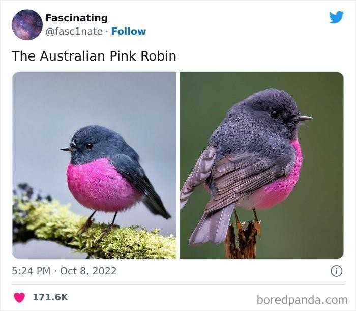 "Australijski skalinek rÃ³Å¼owy"