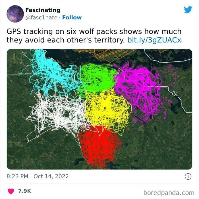 "Åšlady GPS szeÅ›ciu osobnych stad wilkÃ³w, pokazujÄ…cych jak bardzo unikajÄ… swoich wzajemnych terytoriÃ³w"