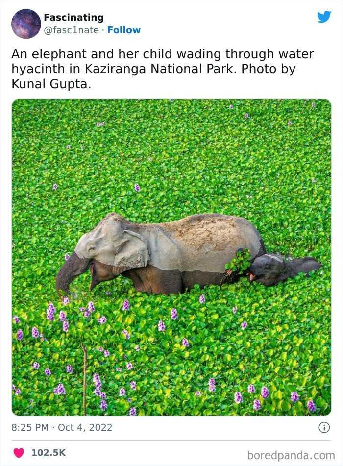 "SÅ‚onica wraz z mÅ‚odym przeprawiajÄ… siÄ™ przez hiacynty wodne w Parku Narodowym Kaziranga. Autor zdjÄ™cia: Kunal Gupta"
