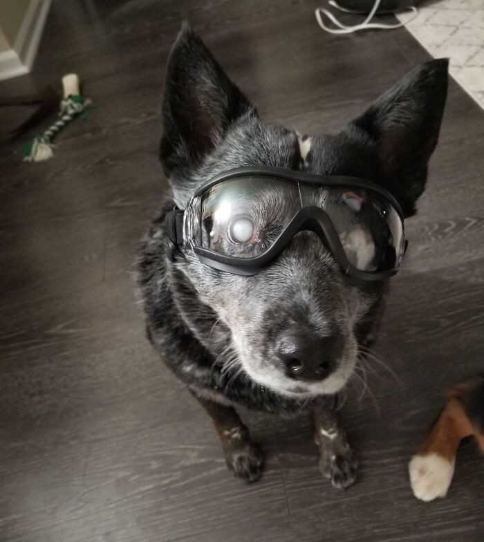 "MÃ³j 11-letni pies jest niewidomy, ale wciÄ…Å¼ uwielbia spacery, wiÄ™c zaÅ‚atwiÅ‚em mu gogle, by chroniÅ‚y jego oczy przed patykami."