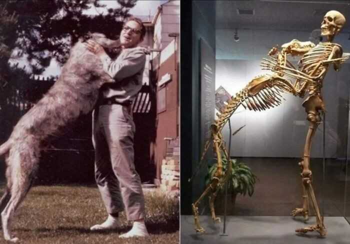 "Grover Krantz byÅ‚ antropologiem, ktÃ³ry oddaÅ‚ swoje ciaÅ‚o muzeum Smithsonian, by pokazaÄ‡, jak szkielety mogÄ… sÅ‚uÅ¼yÄ‡ za narzÄ™dzia edukacyjne."