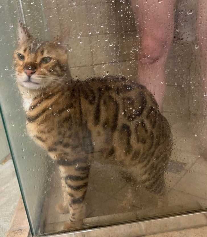 4. "MÃ³j kot zwykle bierze prysznic ze mnÄ…, ale tego ranka postanowiÅ‚ wskoczyÄ‡ do mojej narzeczonej."