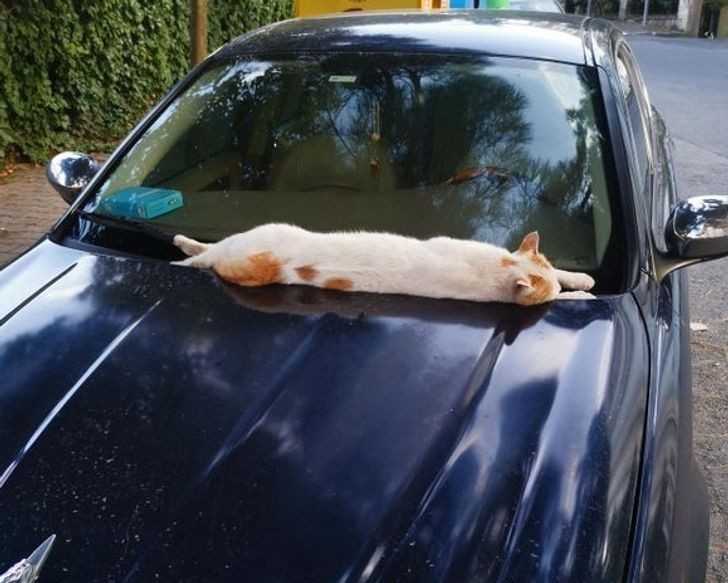 11. "Bezdomny kot wygrzewa siÄ™ na masce Å›wieÅ¼o zaparkowanego auta."