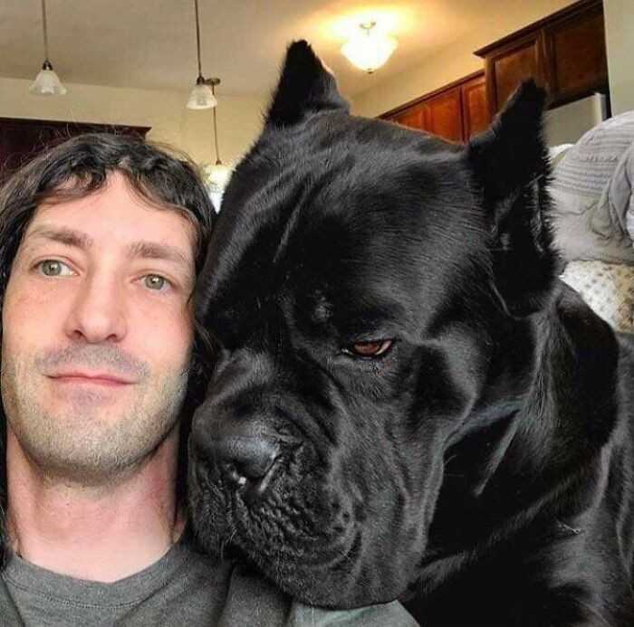 "RÃ³Å¼nica rozmiaru gÅ‚owy czÅ‚owieka i cane corso"