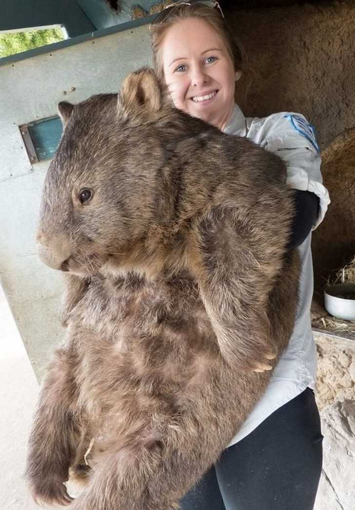8. Oto Patrick, najwiÄ™kszy wombat na Å›wiecie. WaÅ¼y okoÅ‚o 38 kg.