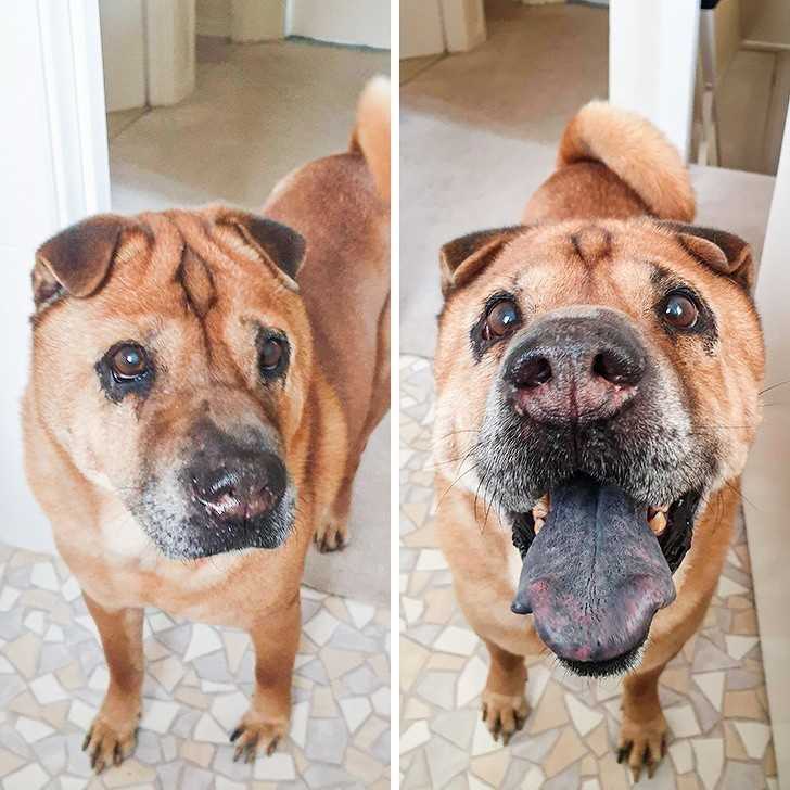 14. "MÃ³j 13-letni shar-pei po tym jak powiedziaÅ‚am mu, Å¼e jest dobrym pieskiem."