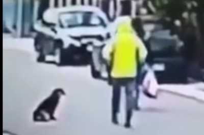 Pies ratuje przypadkowÄ
kobietÄ przed okradzeniem